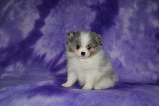 Pomeranian Puppies media 5