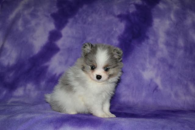 Pomeranian Puppies media 7