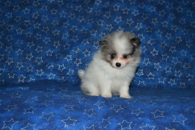 Pomeranian Puppies media 8