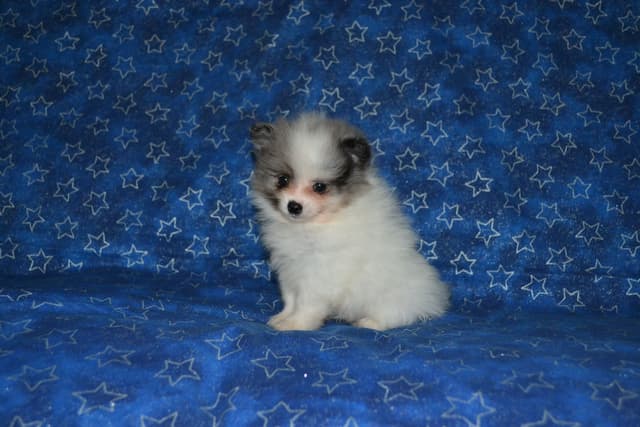 Pomeranian Puppies media 2