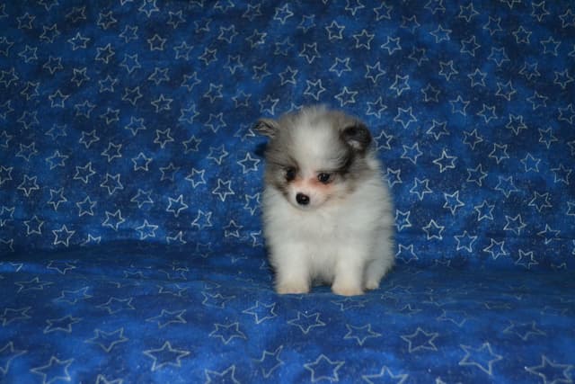Pomeranian Puppies media 12