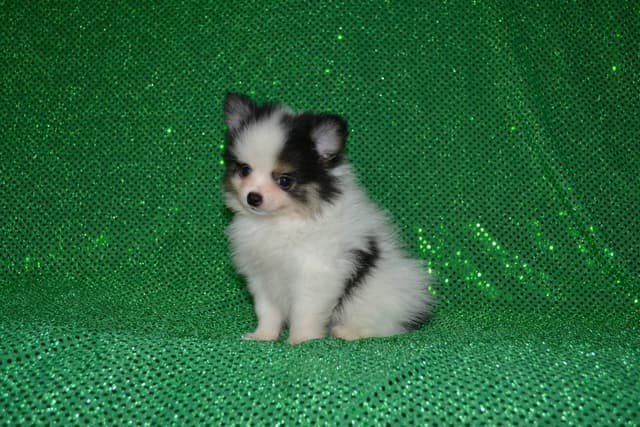 Pomeranian Puppies media 9