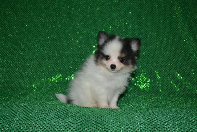 Pomeranian Puppies media 3
