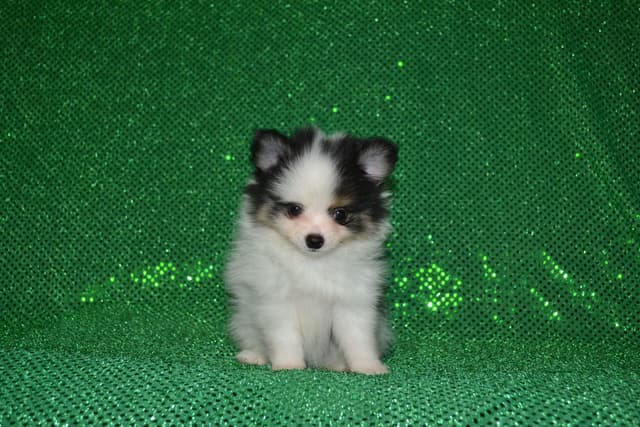 Pomeranian Puppies media 13