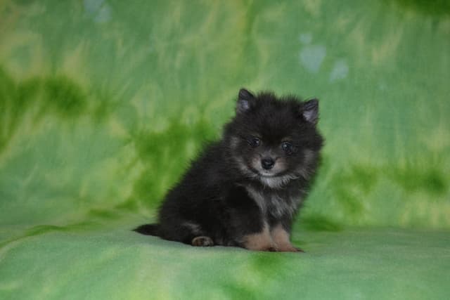 Pomeranian Puppies media 10