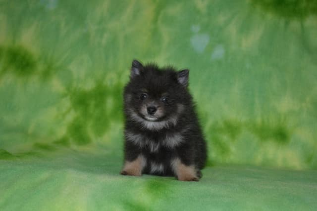 Pomeranian Puppies media 4