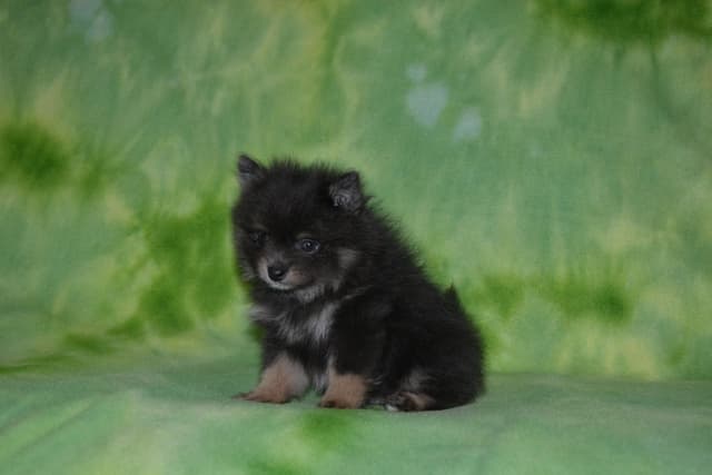 Pomeranian Puppies media 14