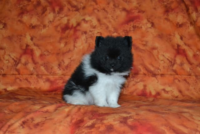 Pomeranian Puppies media 6