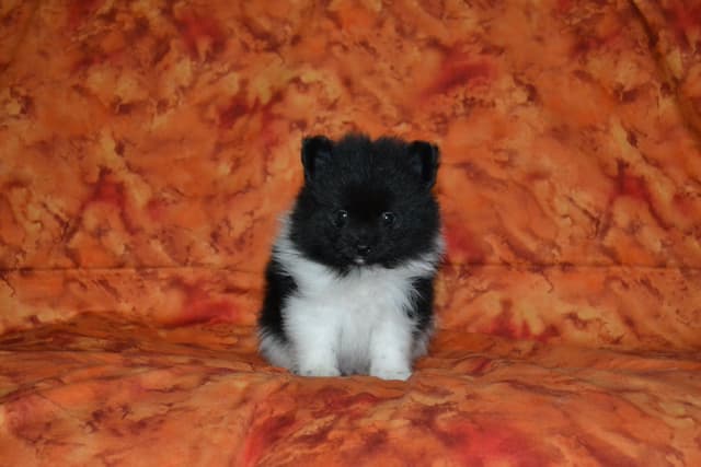 Pomeranian Puppies media 11