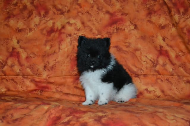 Pomeranian Puppies media 15