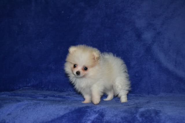 Pomeranian Puppies media 2