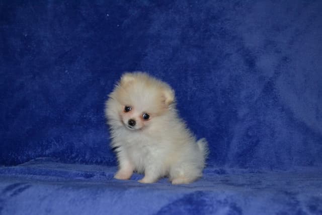 Pomeranian Puppies media 3
