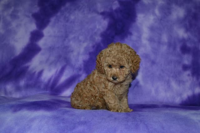 Poodle Puppies media 6