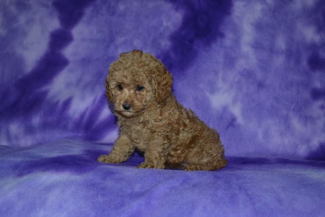 Poodle Puppies media 11
