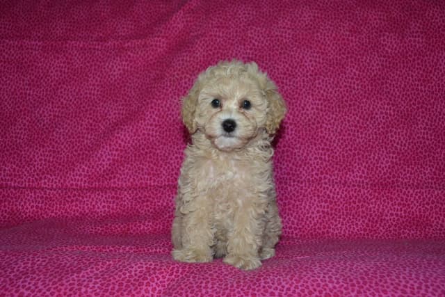 Poodle Puppies media 2