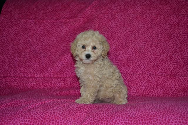 Poodle Puppies media 7