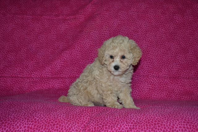 Poodle Puppies media 12
