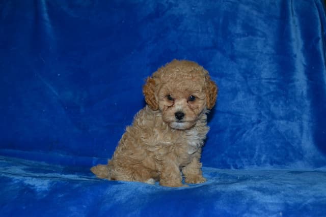 Poodle Puppies media 8