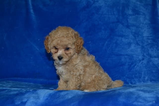 Poodle Puppies media 13