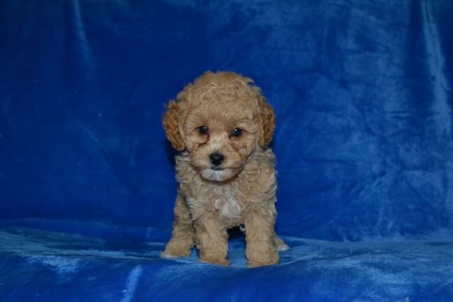 Poodle Puppies media 3