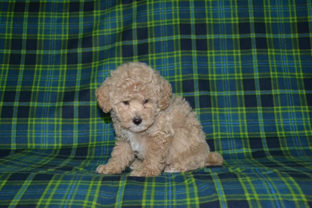 Poodle Puppies media 14