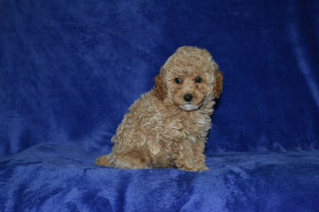 Poodle Puppies media 15