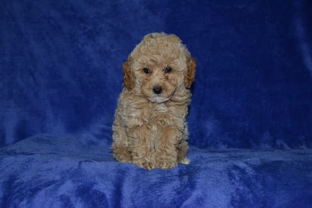 Poodle Puppies media 10
