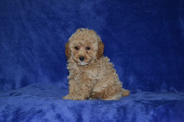 Poodle Puppies media 5