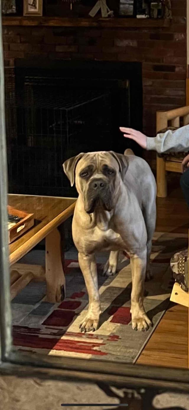 Cane Corso Puppies media 6