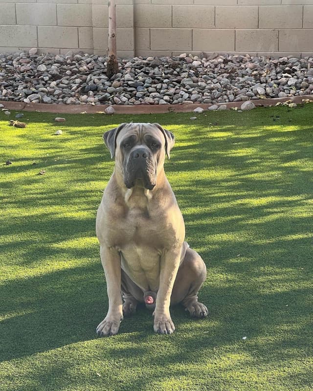 Cane Corso Puppies media 8
