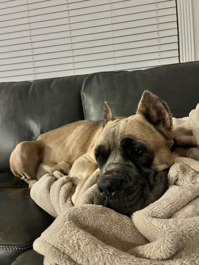Cane Corso Puppies media 9