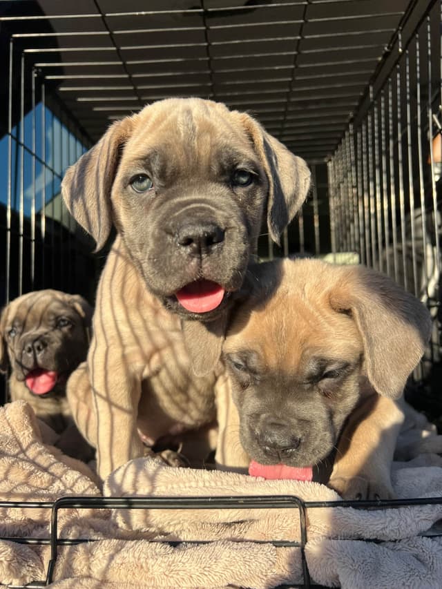 Cane Corso Puppies media 10