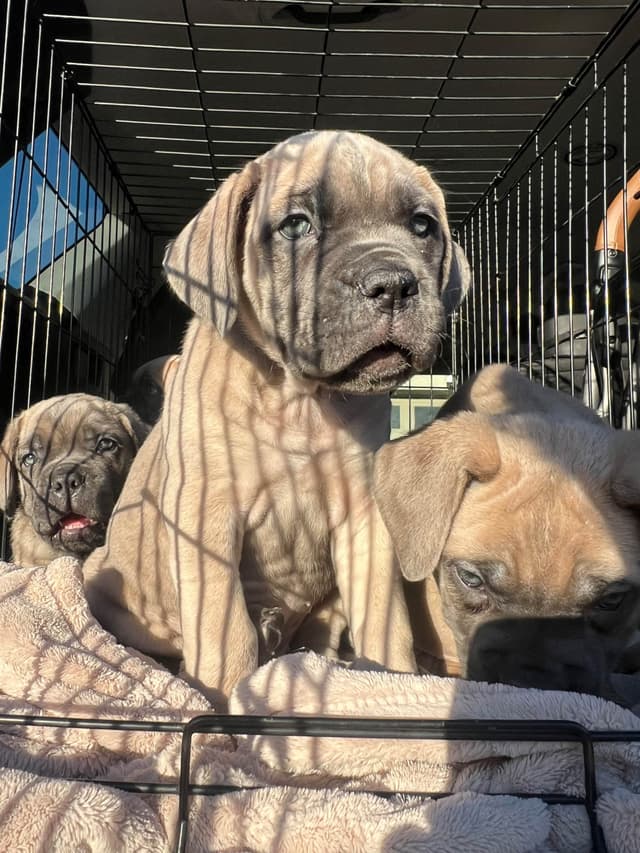 Cane Corso Puppies media 4
