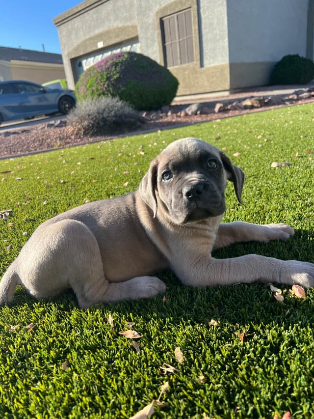 Cane Corso Puppies media 13