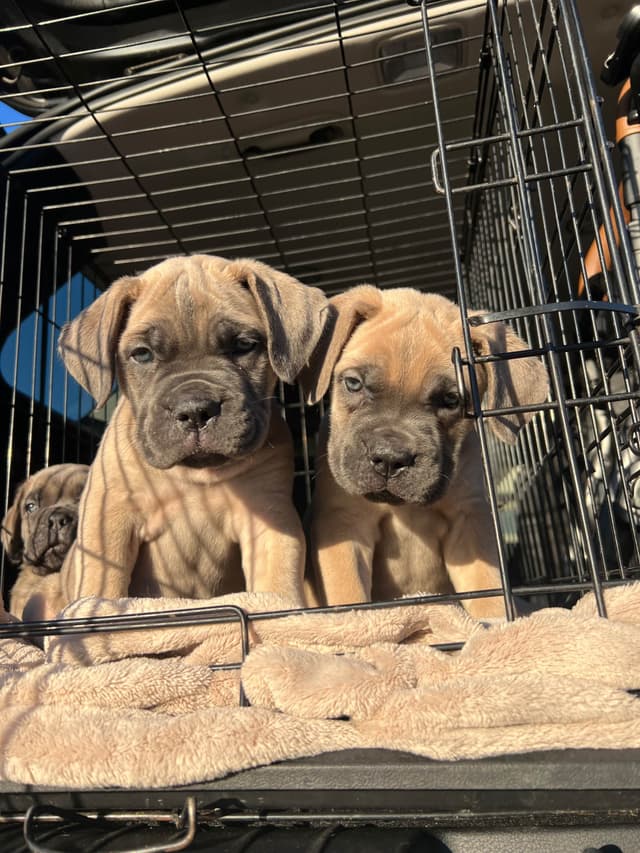 Cane Corso Puppies media 2