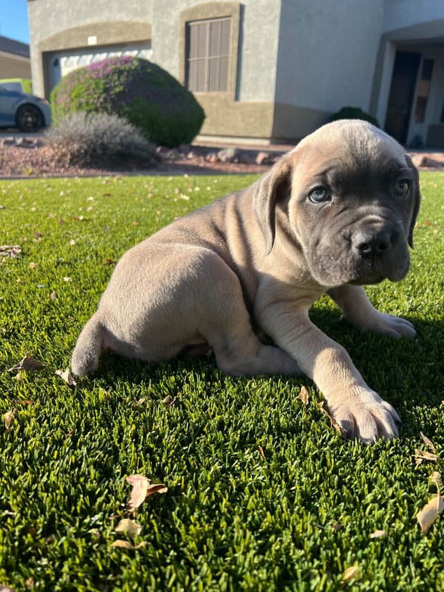 Cane Corso Puppies media 14