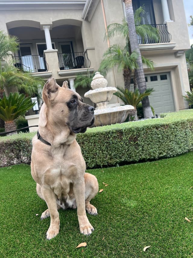 Cane Corso Puppies media 12