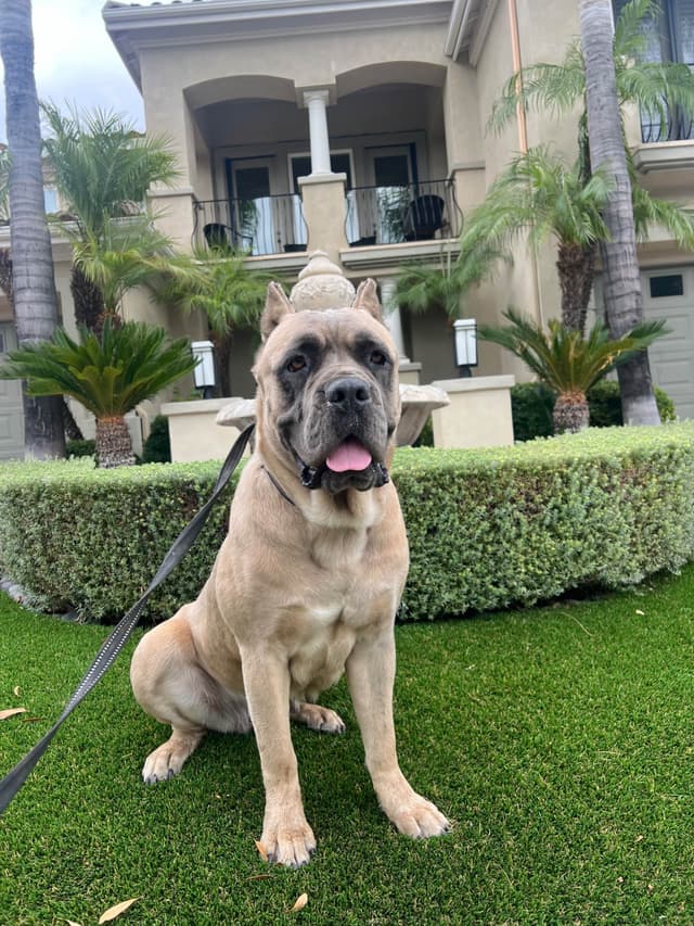 Cane Corso Puppies media 5