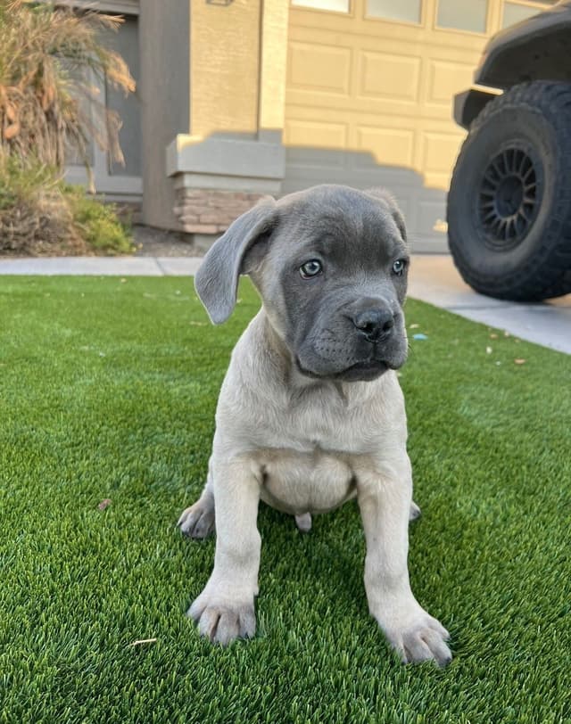 Cane Corso Puppies media 15