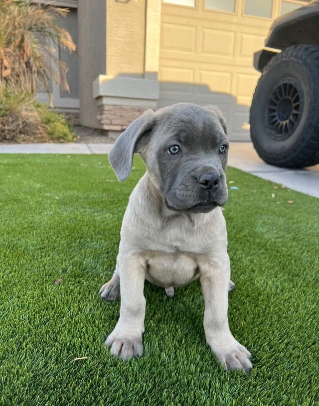 Cane Corso Puppies media 17