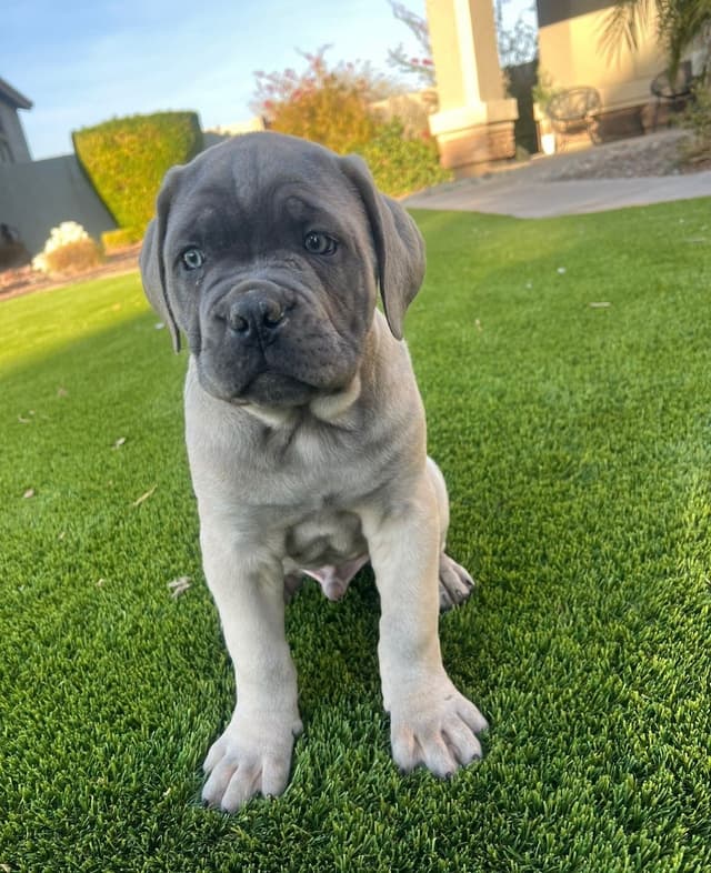 Cane Corso Puppies media 18