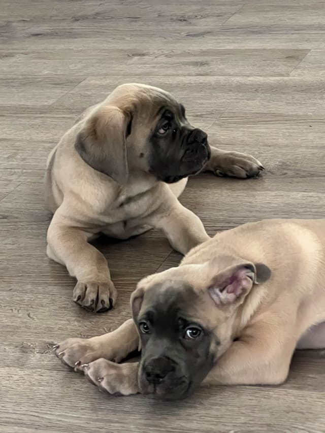 Cane Corso Puppies media 19