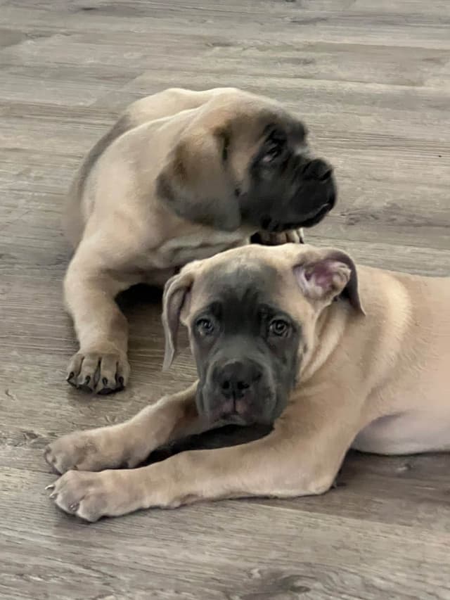 Cane Corso Puppies media 20