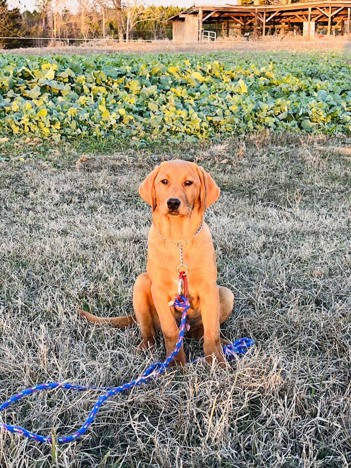 Fox Red British Labradors breeder image 1