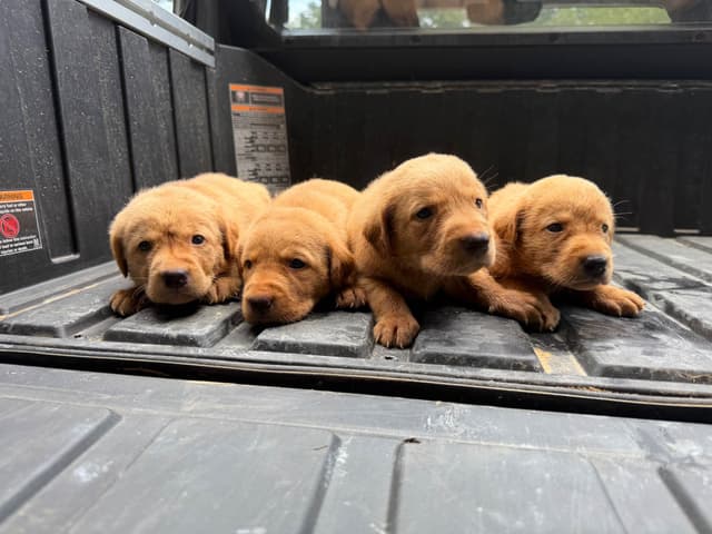 Fox Red British Labradors media 2