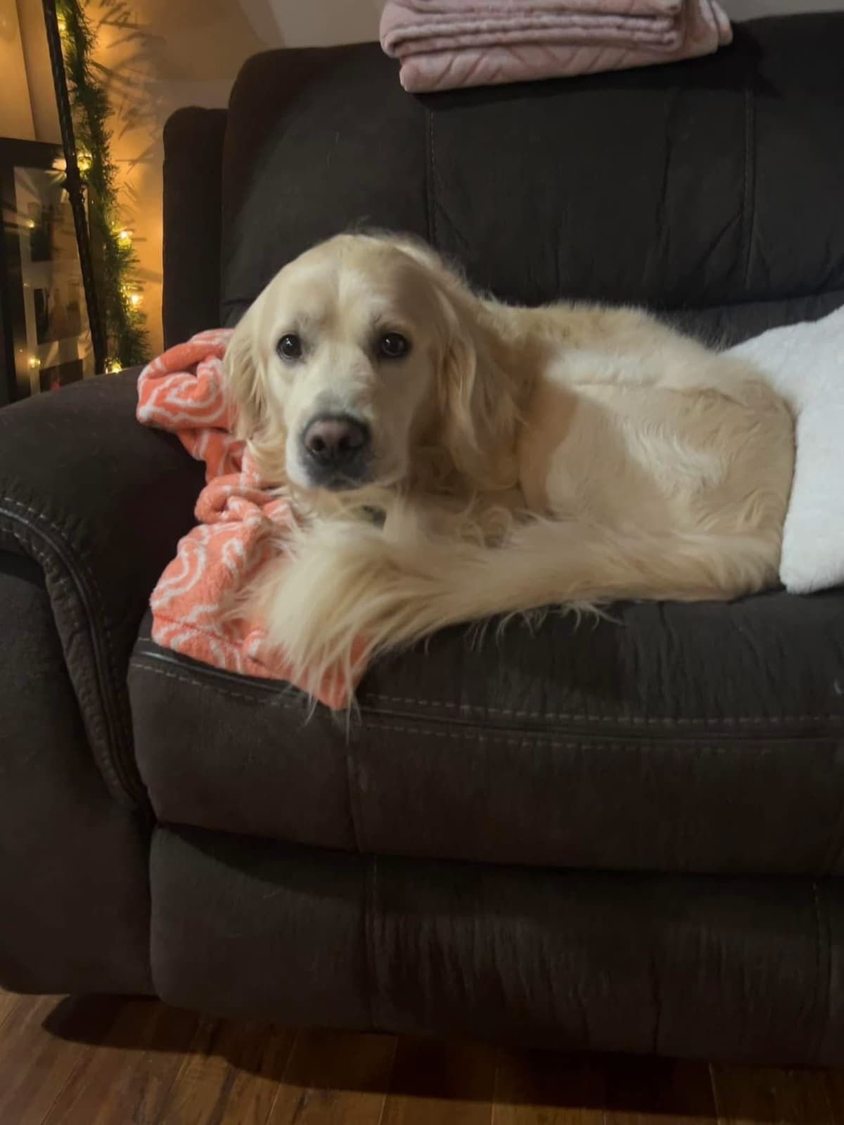 English Cream Golden Retriever Puppies breeder image 1
