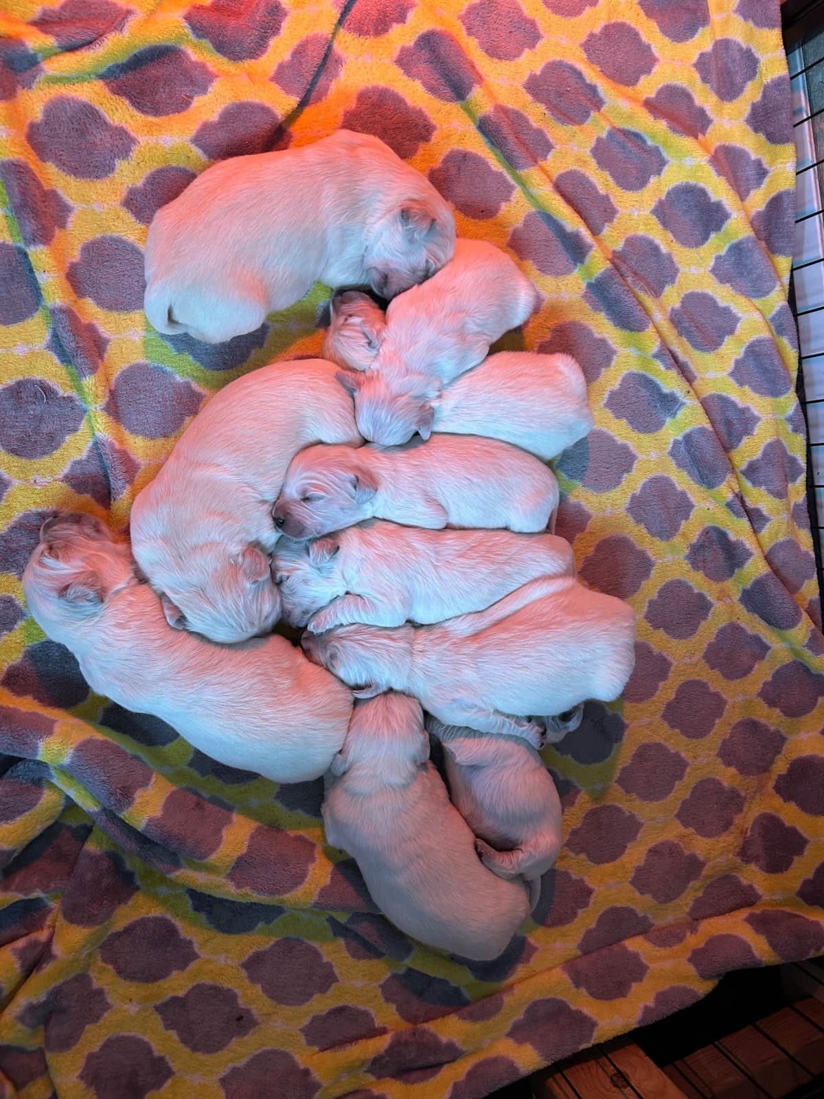 English Cream Golden Retriever Puppies breeder image 2
