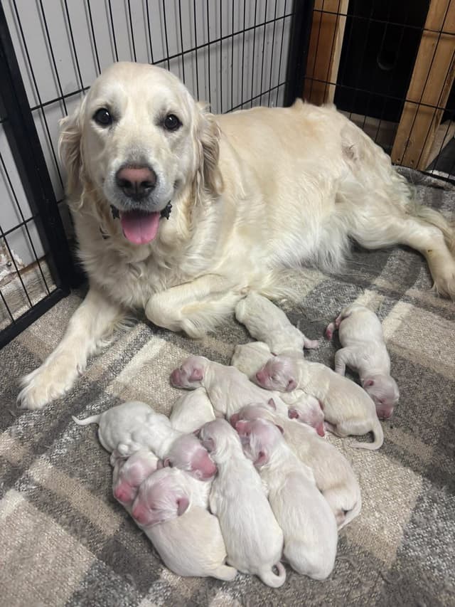 English Cream Golden Retriever Puppies media 2