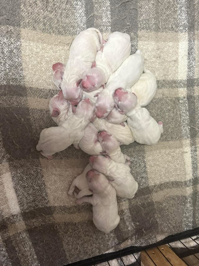 English Cream Golden Retriever Puppies media 4