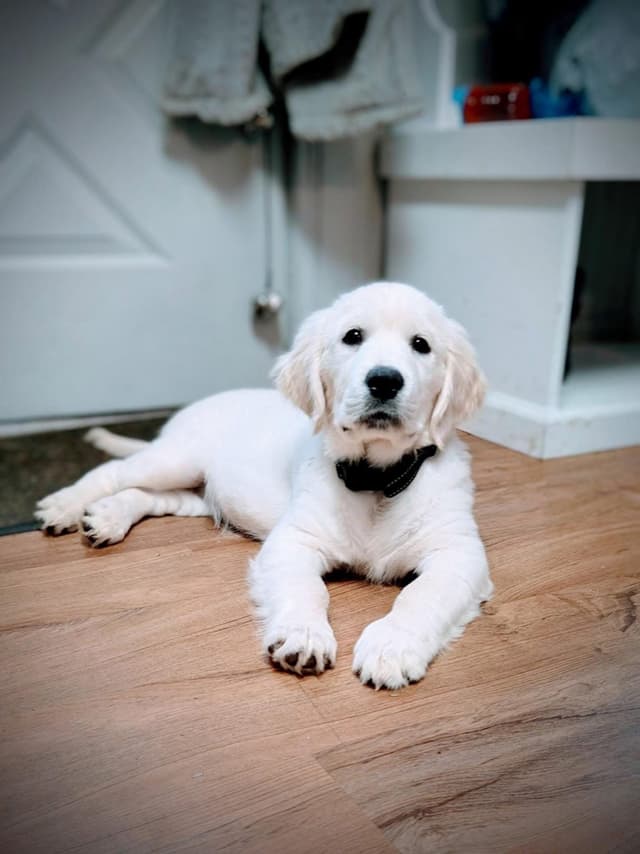 English Cream Golden Retriever Puppies media 3